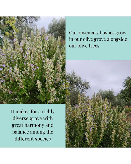 A split informational graphic showing flowering rosemary bushes in an olive grove with two text panels. A teal text box reads, 'Our rosemary bushes grow in our olive grove alongside our olive trees.'