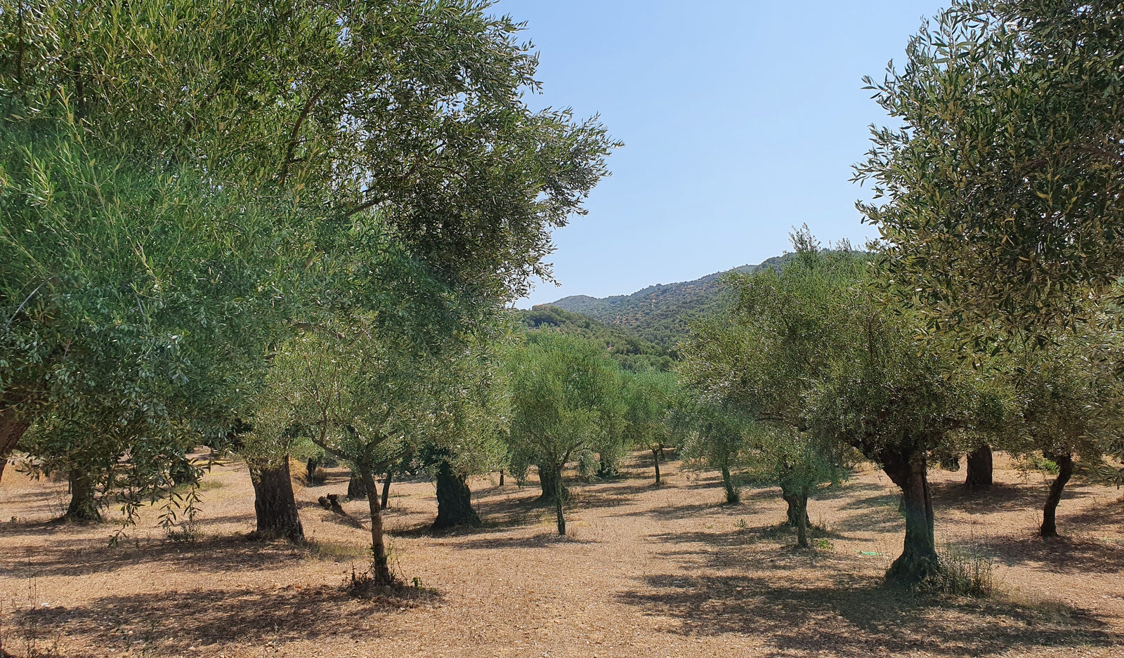 Taking on Goliath - Small Farms vs. Big Farms