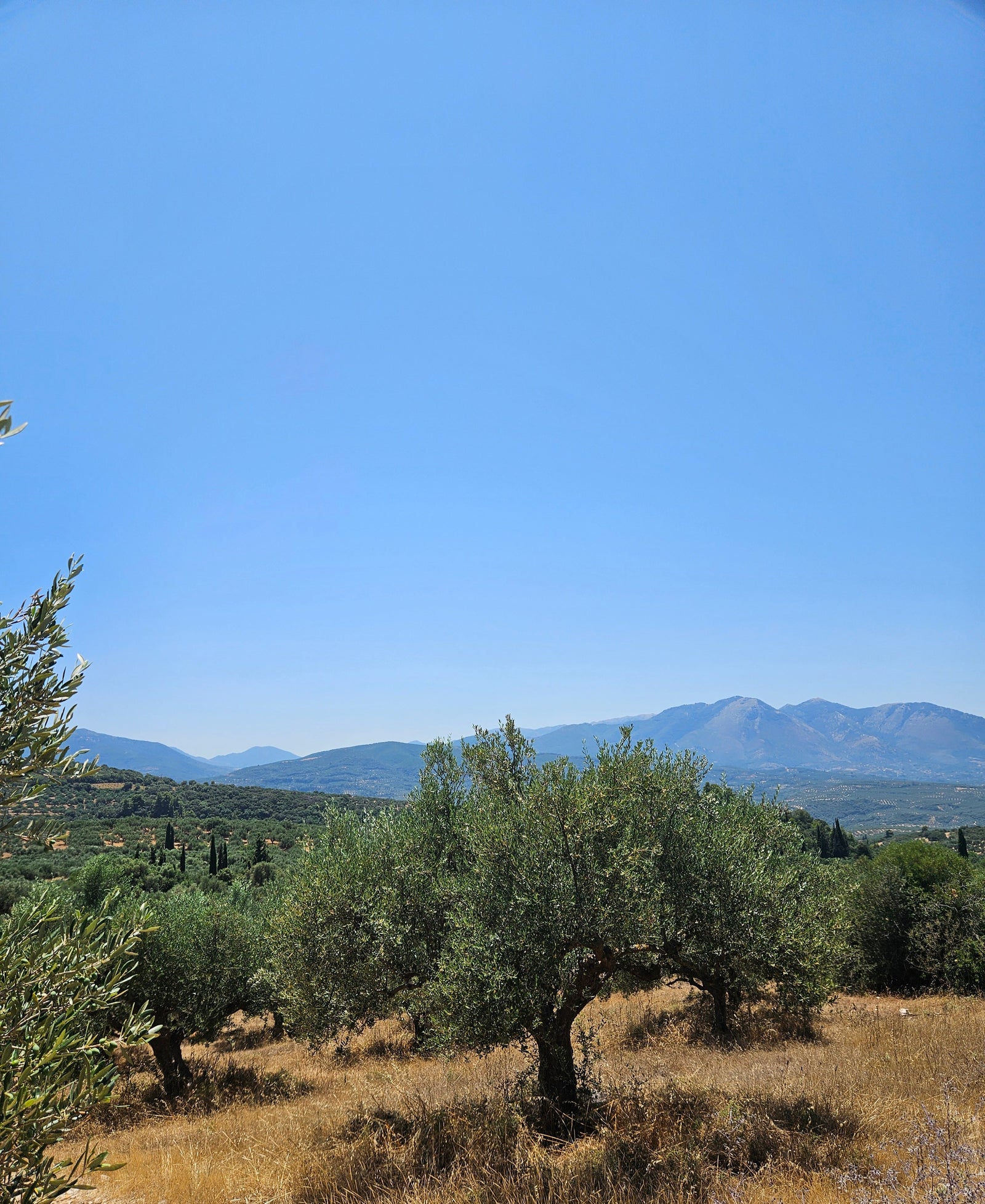 A Short Buying Guide for Really Good Olive Oil