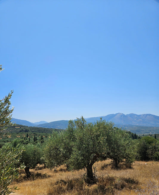 A Short Buying Guide for Really Good Olive Oil