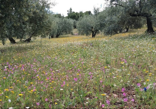 olive grove with blooming wildflowers