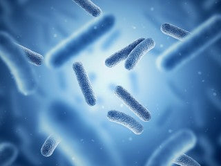 gut microbiome