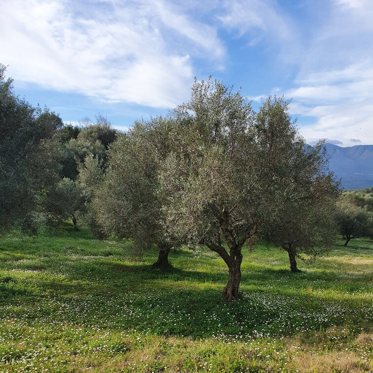 sustainable olive grove