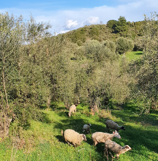 Traditional olive grove at Opus Oléa farm, Greece