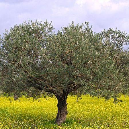 Is Olive Oil Worth It?