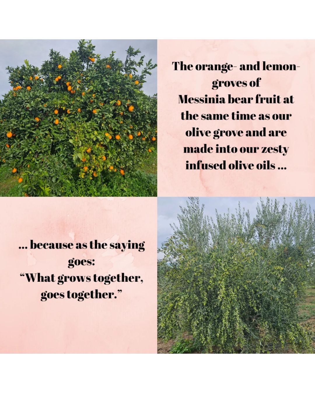 A four-panel collage with text overlays. Two top panels show fruit-bearing orange trees with oranges, and two bottom panels show an olive tree laden with olives in an olive grove.