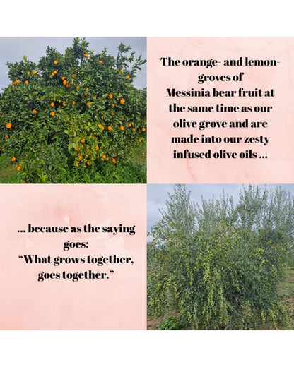 A four-panel collage with text overlays. Two top panels show fruit-bearing orange trees with oranges, and two bottom panels show an olive tree laden with olives in an olive grove.
