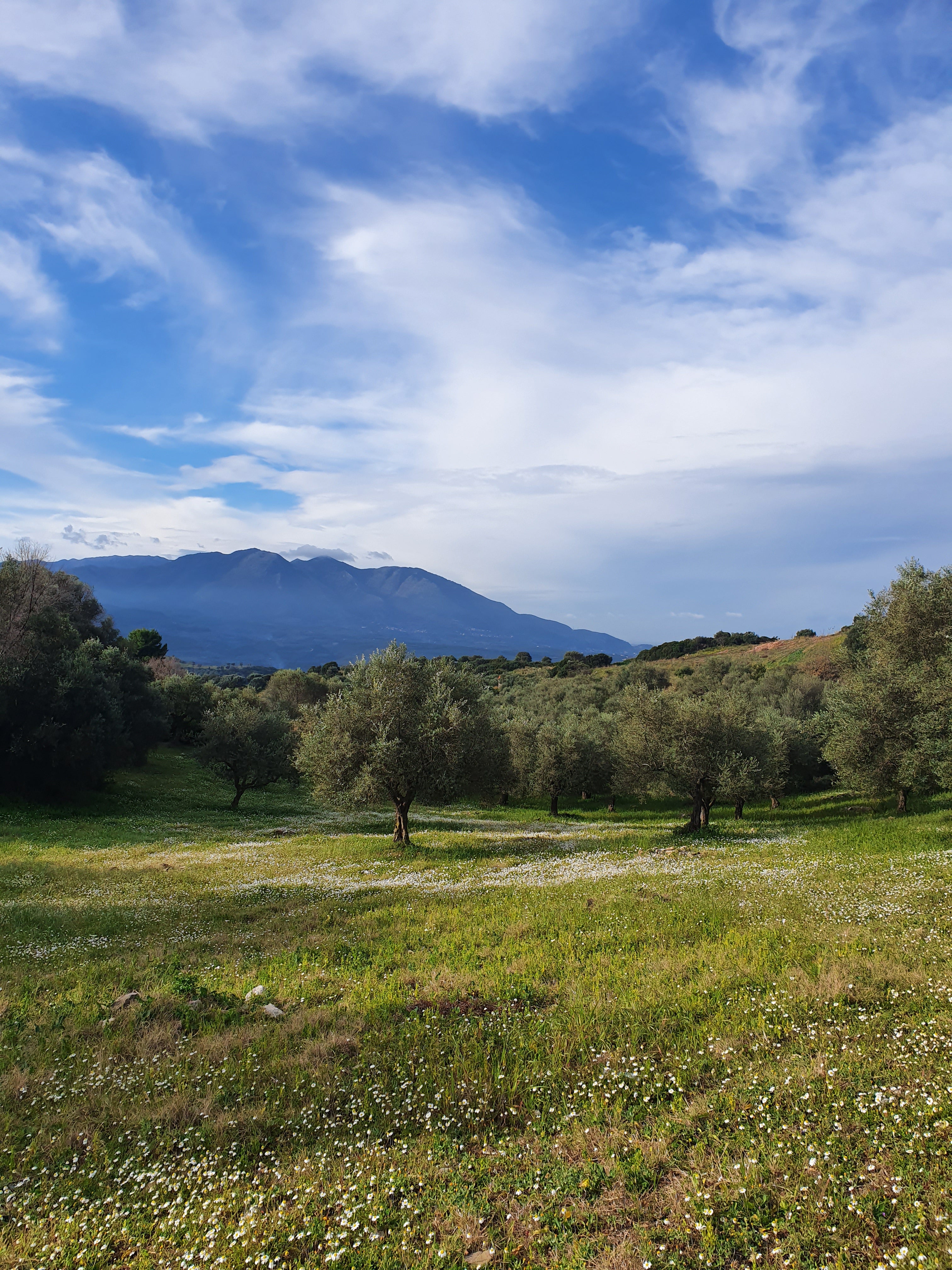 Olive grove Opus olea premium extra virgin olive oil southern Greece Messinia 