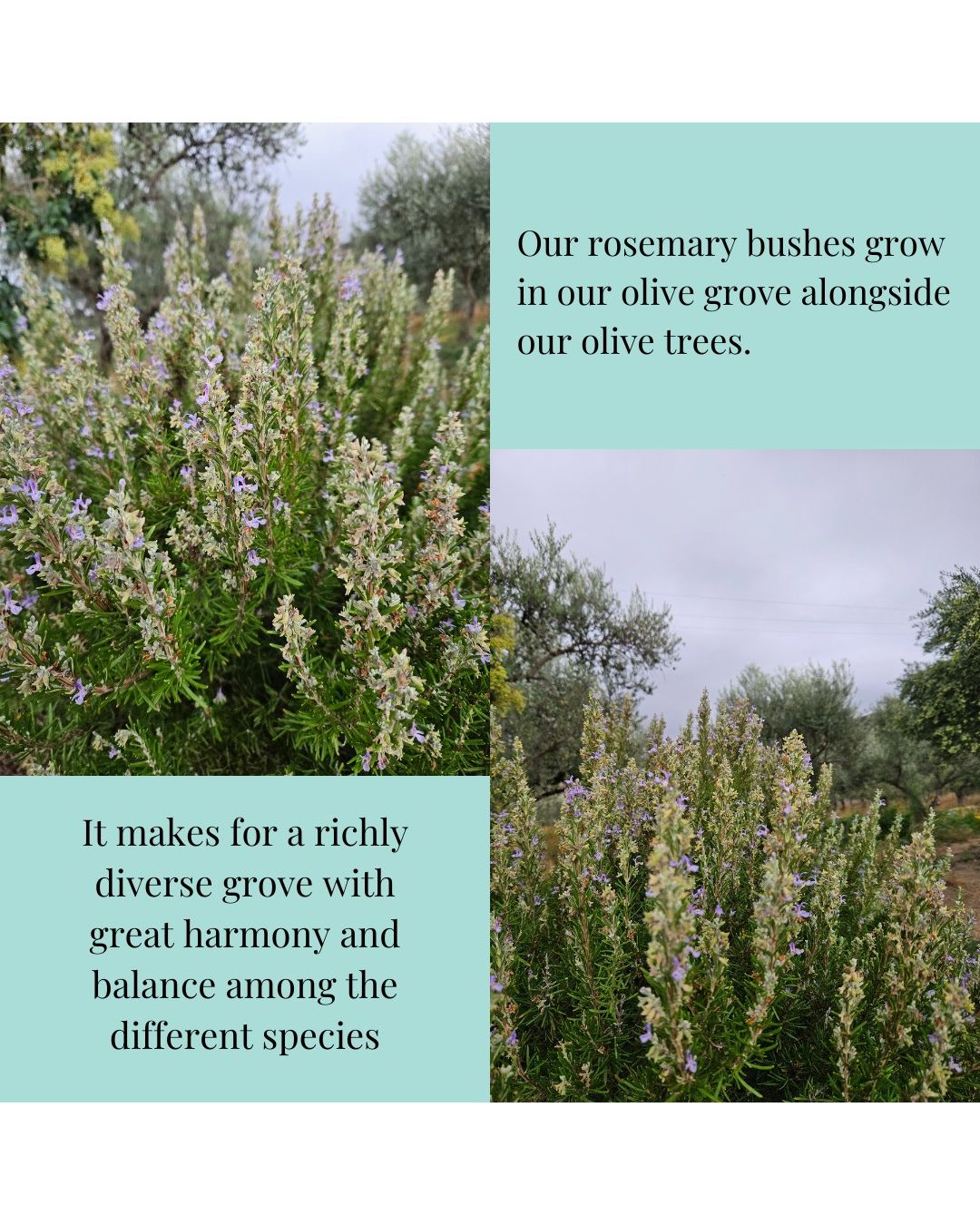 A split informational graphic showing flowering rosemary bushes in an olive grove with two text panels. A teal text box reads, 'Our rosemary bushes grow in our olive grove alongside our olive trees.'